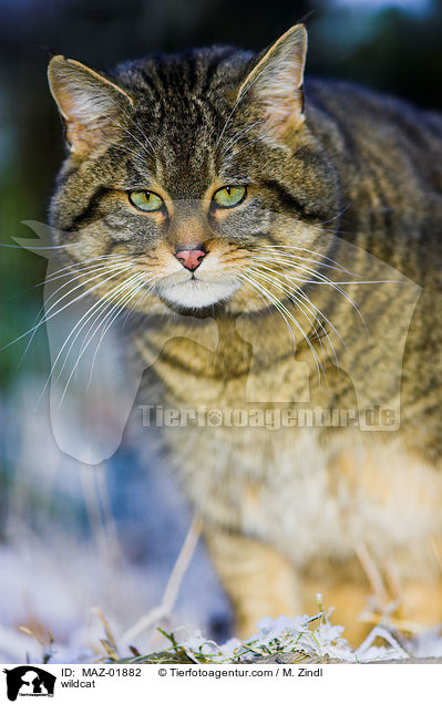 wildcat / MAZ-01882