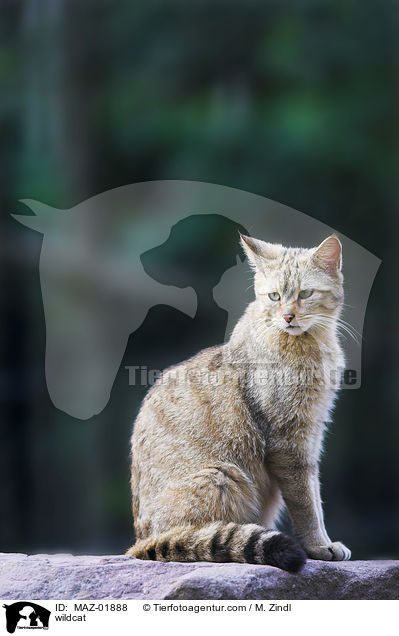 Wildkatze / wildcat / MAZ-01888