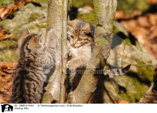 playing kitty / DMS-01044