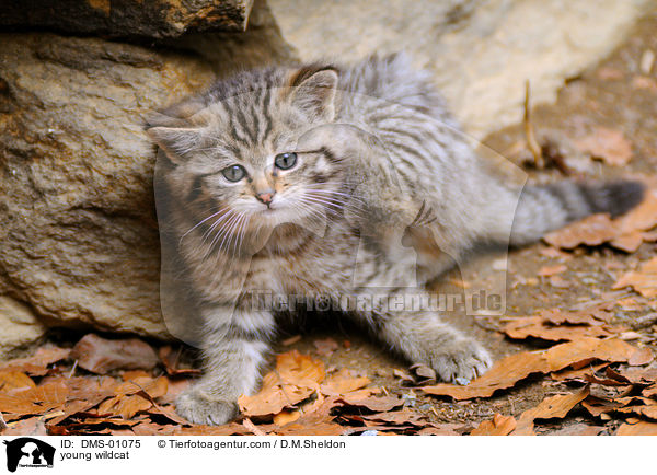 young wildcat / DMS-01075