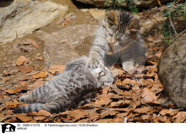 wildcat / DMS-01078