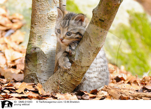 young wildcat / DMS-01083