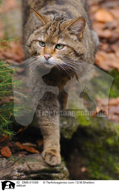 wildcat / DMS-01086