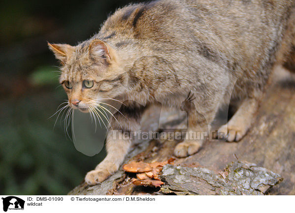 wildcat / DMS-01090