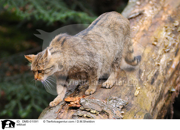 wildcat / DMS-01091