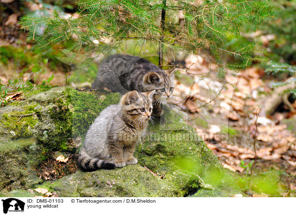 young wildcat / DMS-01103