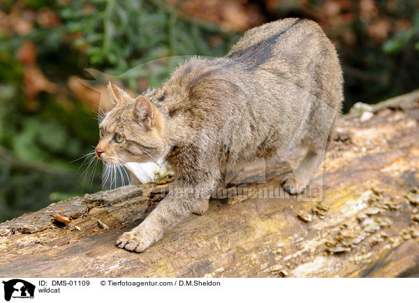 wildcat / DMS-01109