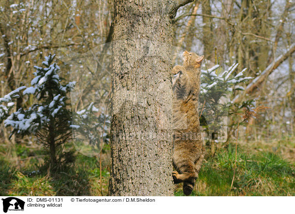 climbing wildcat / DMS-01131