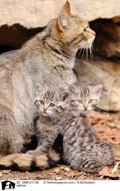 wildcat / DMS-01138