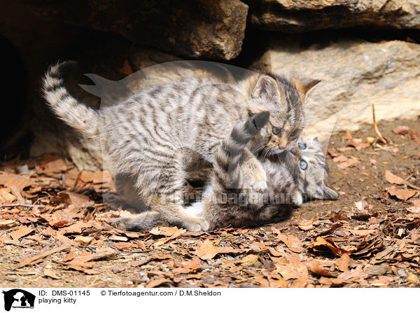 playing kitty / DMS-01145