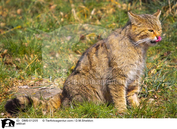 Wildkatze / wildcat / DMS-01205