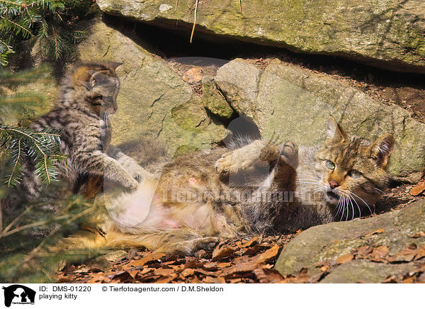 spielende Wildktzchen / playing kitty / DMS-01220