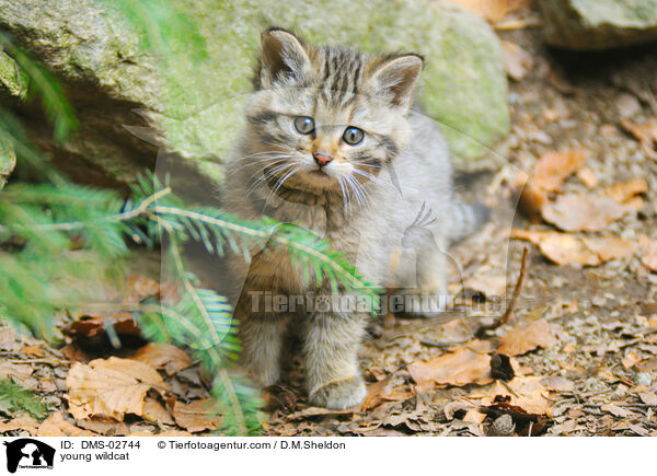 young wildcat / DMS-02744