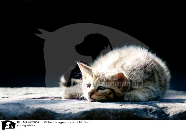 junge Wildkatze / young wildcat / MAZ-02654