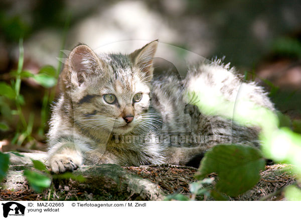 junge Wildkatze / young wildcat / MAZ-02665