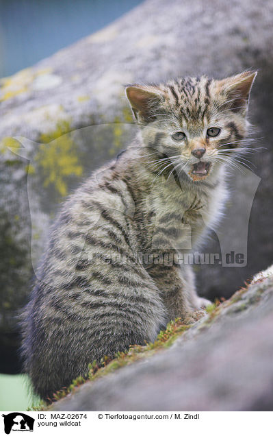 junge Wildkatze / young wildcat / MAZ-02674