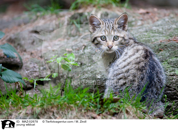 junge Wildkatze / young wildcat / MAZ-02678