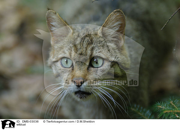Wildkatze / wildcat / DMS-03036