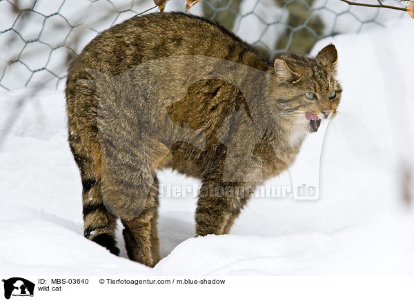 Wildkatze / wild cat / MBS-03640