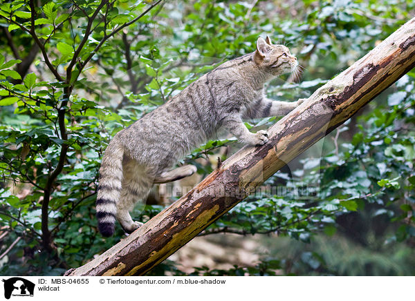 wildcat / MBS-04655