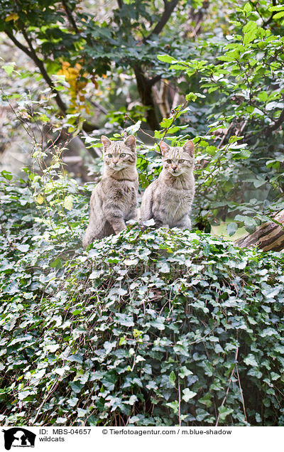 wildcats / MBS-04657