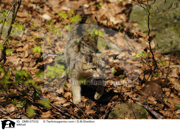 wildcat / DMS-07032