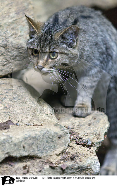 wildcat / MBS-08628
