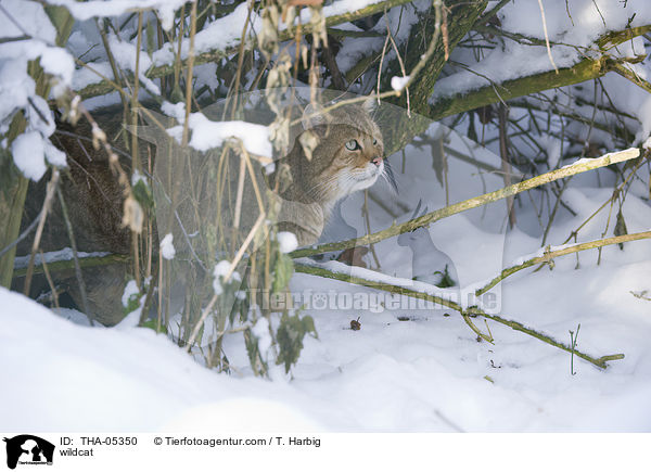 wildcat / THA-05350