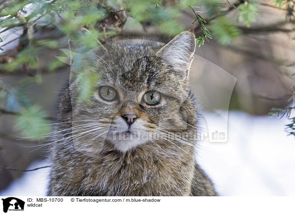 wildcat / MBS-10700