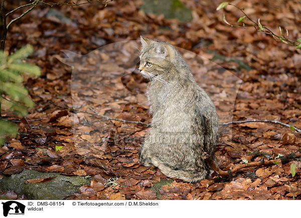 wildcat / DMS-08154