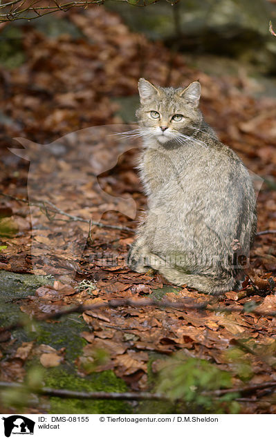 wildcat / DMS-08155