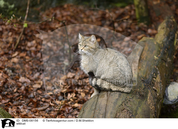 wildcat / DMS-08156