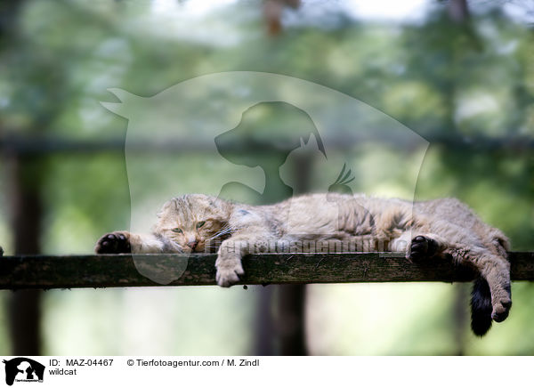 Wildkatze / wildcat / MAZ-04467