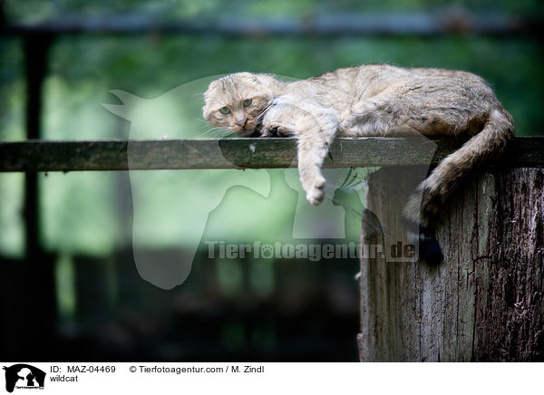 Wildkatze / wildcat / MAZ-04469