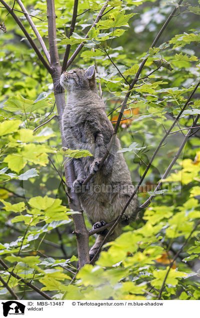 Wildkatze / wildcat / MBS-13487