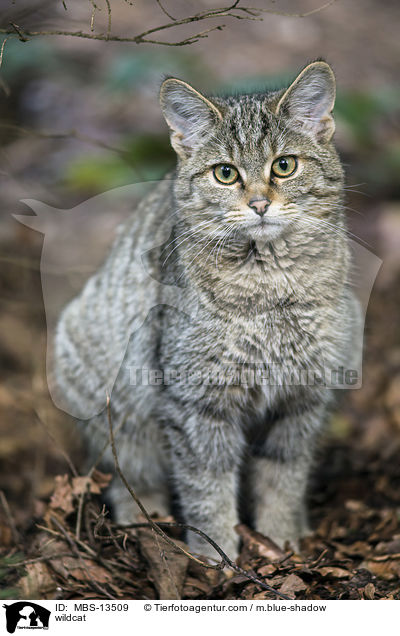 Wildkatze / wildcat / MBS-13509