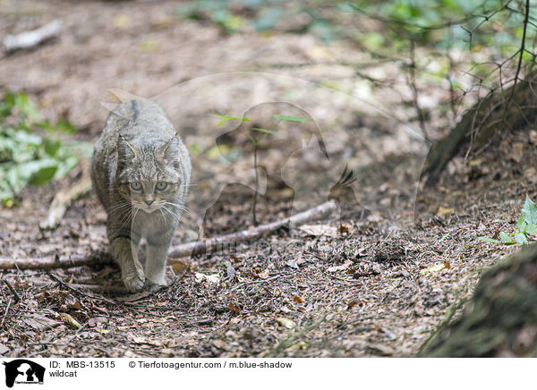 Wildkatze / wildcat / MBS-13515