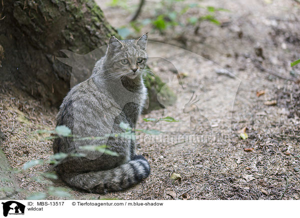 Wildkatze / wildcat / MBS-13517