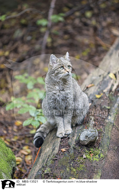 Wildkatze / wildcat / MBS-13521