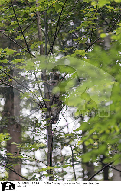 Wildkatze / wildcat / MBS-13525