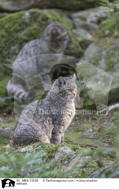 Wildkatzen / wildcats / MBS-13536