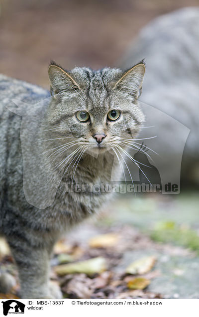 Wildkatze / wildcat / MBS-13537