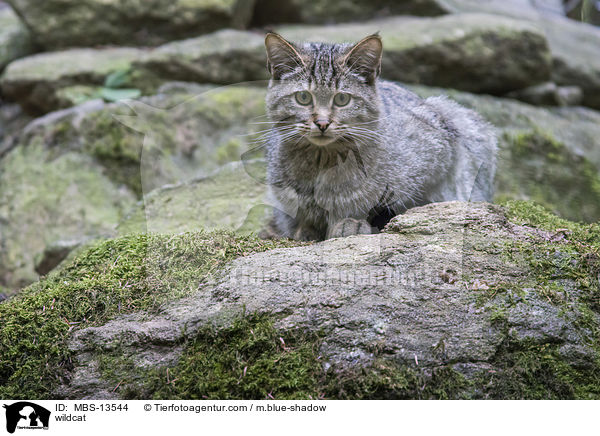 Wildkatze / wildcat / MBS-13544