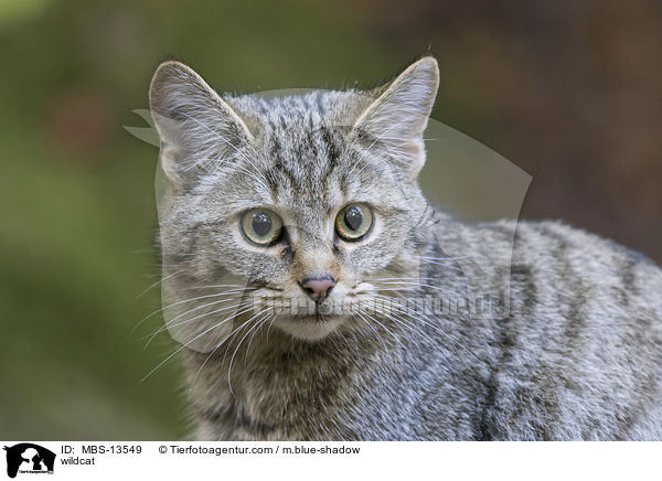 Wildkatze / wildcat / MBS-13549