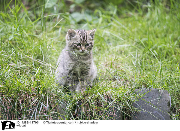 Wildkatze / wildcat / MBS-13796