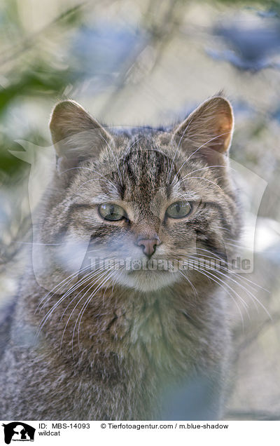 Wildkatze / wildcat / MBS-14093