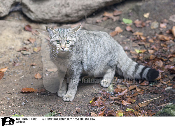 Wildkatze / wildcat / MBS-14884