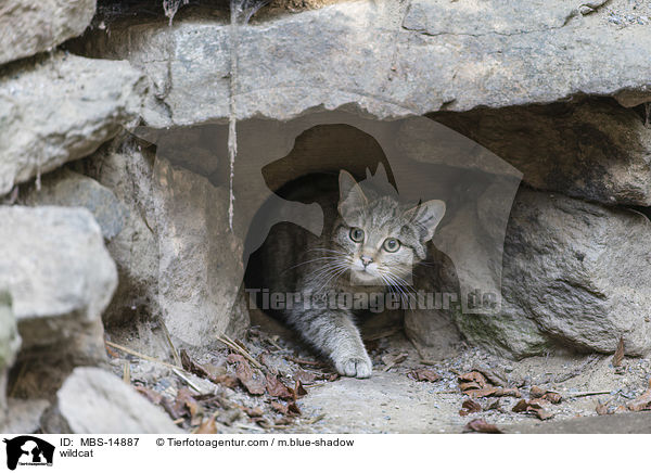 Wildkatze / wildcat / MBS-14887