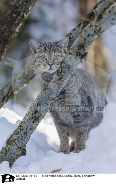 Wildkatze / wildcat / MBS-15168