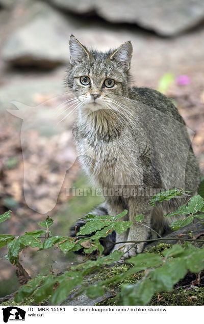 wildcat / MBS-15581